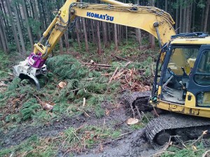 伐採1